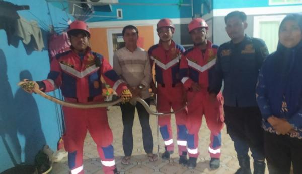 Teror Ular Kobra 3 Meter Muncul ke Pemukiman di Gowa, Damkar Evakuasi
