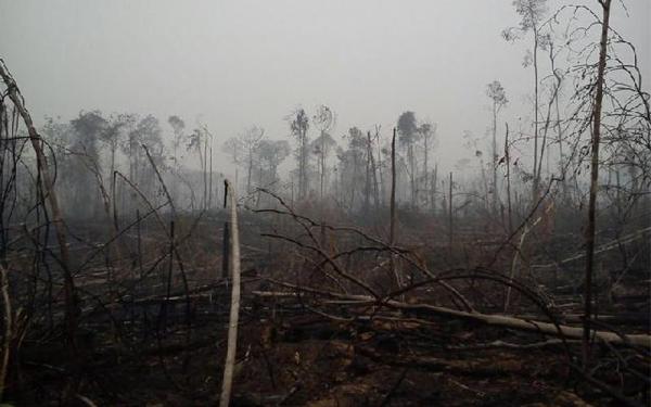 Pemulihan Taman Nasional Tesso Nilo, 7.150 Hektare di Kembali ke Negara