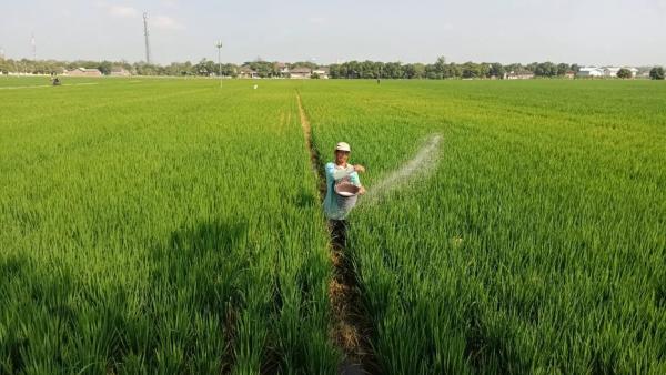 Teknologi Revolusioner Ini Tekan Kerugian Petani Padi Akibat Serangan Hama