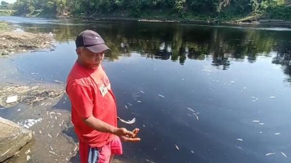 Diduga Tercemar Limbah Kiriman, Air  Sungai Bengawan Solo Menghitam dan Membuat Ikan Mati