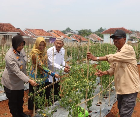 Wanita Tani Kabupaten Cirebon Panen Raya Cabai Bersama Kapolresta di Hari Tani Nasional