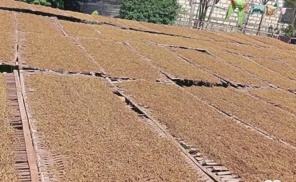 Teknologi Ramah Lingkungan dan Dana Besar, Petani Tembakau di Bondowoso Maksimalkan  Produksi