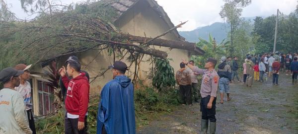 Pohon Tumbang Timpa Bangunan SDN Kasimpar Pekalongan, Akses Jalan Utama Sempat Tertutup