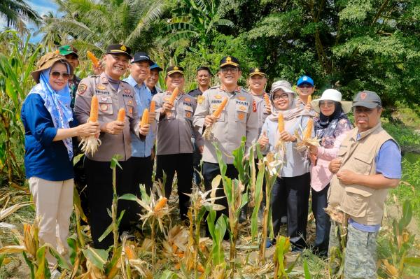 Kapolri Tegaskan Komitmen Swasembada Pangan, Polres Barru Panen Jagung Bareng Petani