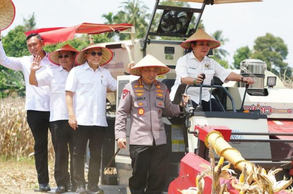 Momen Panen Raya Jagung di OKU Timur, Titiek Soeharto Jajal Teknologi Terbaru Corn Combine Harvester