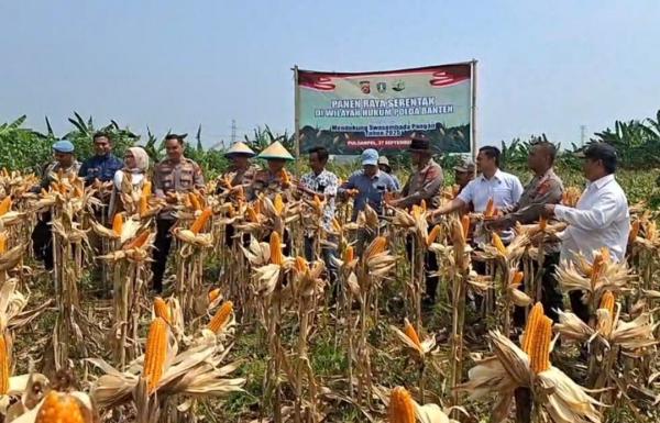 Panen Raya Jagung Serentak di Puloampel Kabupaten Serang, Dorong Kemandirian Pangan Lokal