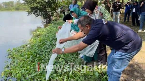 Pemuda Katolik Tebar Ribuan Benih Ikan Nila di Polder Bayeman