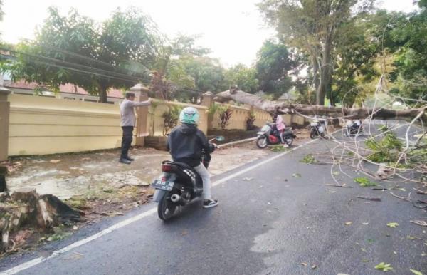 Angin Kencang Robohkan Pohon di Mandirancan, Akses Jalan Sempat Tertutup