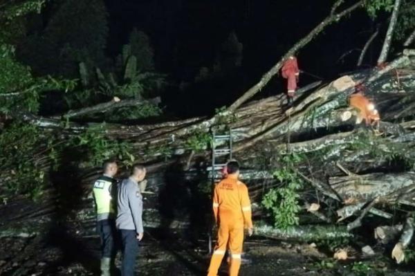 Pohon Beringin Raksasa Tumbang, Akses Jalan Bringin–Kedungjati Lumpuh Total