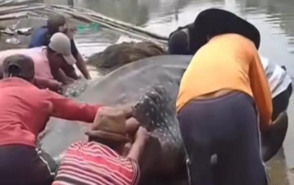 Ikan Hiu Paus Berukuran 5 Meter Ditemukan Mati di Perairan Muaragembong Bekasi