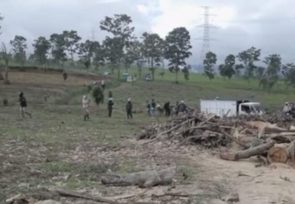 4.000 Pohon Teh Rusak, Heru : 