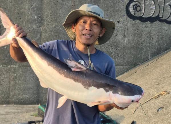 Pemancing di Bendung Gerak Dapat Ikan Patin Albino Langka, Disebut Hiu Air Tawar