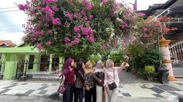 Cantiknya Bougenville Lamongan, dari Tanaman Hias Jadi Ikon Foto Viral