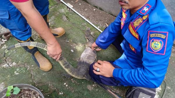 Dua Biawak Masuk ke Halaman Rumah Warga di Indramayu, Petugas Damkar Lakukan Evakuasi