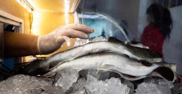 25 Siswa dan Guru di Ketapang Keracunan Ikan Hiu, Pakar Gizi Ingatkan Bahaya Konsumsi Predator Laut