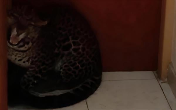 Kronologi Macan Tutul Masuk Hotel di Bandung, Datang Sebelum Subuh