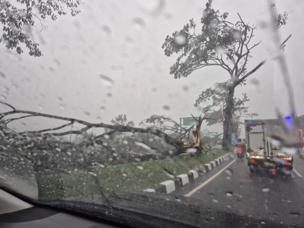BREAKING NEWS: Badai Terjang Tangsel! Pohon dan Reklame Tumbang di BSD, Ciater, dan Ciputat