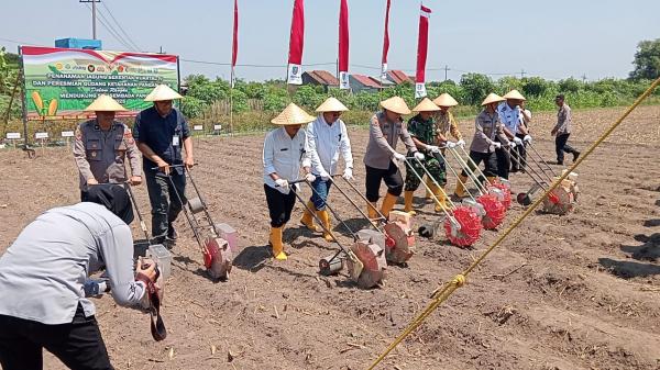 Sinergi Apik Ketahanan Pangan di Jombang: Polri, TNI dan Pemkab Berkolaborasi Tanam Jagung