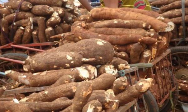Dongkrak Ekonomi Petani, Produksi Palawija di Lebak Capai 6.668 Ton!