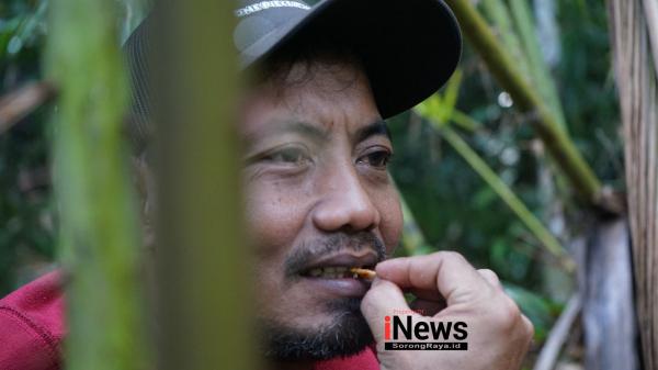 Berita Foto : Tradisi Mencari Ulat Sagu di Waifoi: Harmoni Manusia dan Alam di Tanah Raja Ampat