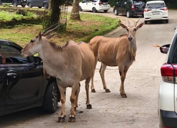 Daftar Harga Tiket Terbaru Taman Safari Bogor, mulai Rp150 Ribu
