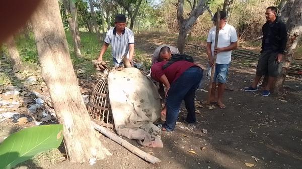Lari ke Tengah Sawah, Pelaku Sabung Ayam Kabur Saat Digerebek
