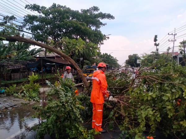 Cuaca Ekstrem, BPBD Evakuasi Pohon Tumbang di Jalan Bojonegoro - Nganjuk