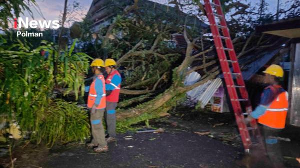 Warga Panik, Pohon Besar Timpa Kios dan Tiang Listrik Saat Puting Beliung Hantam Polewali