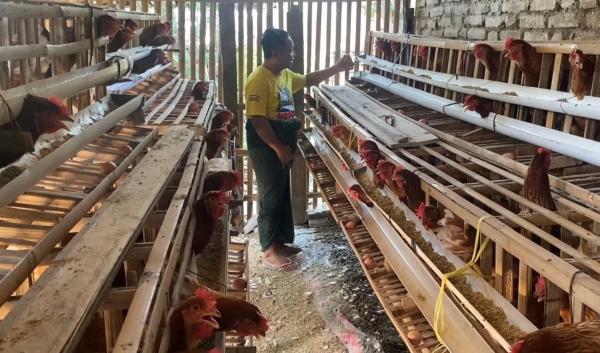 Kok Aneh, Harga Telur Naik Bikin Warga Kurang Mampu di Ponorogo Malah Diuntungkan