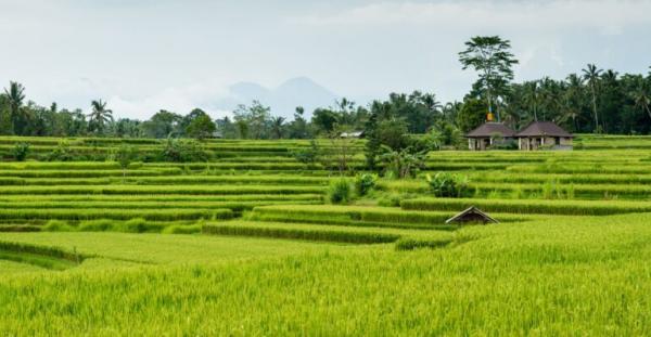 Hari Pangan Sedunia, Dua Guru Besar IPB University Soroti Krisis Lahan Pertanian di Indonesia