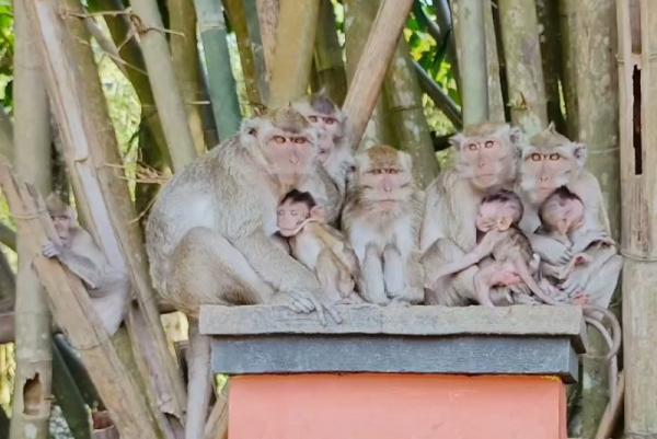 Komunitas Monyet Candi Batur, Daya Tarik Unik Wisata Alam di Pemalang