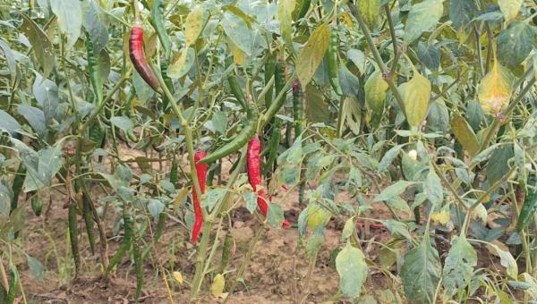 Ironi Cabai Merah: Mahal di Pasar, Murah di Tangan Petani