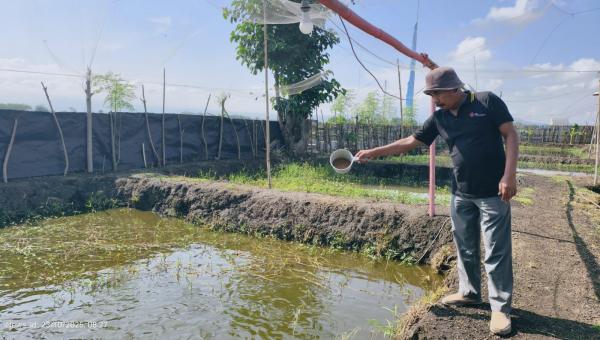 Manfaatkan Potensi Alam, Cara Desa di Probolinggo Dukung Program Ketahanan Pangan