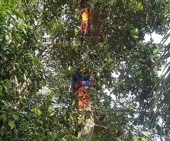 Damkar Palangka Raya Musnahkan Sarang Tawon Vespa di Atas Pohon Nangka Setinggi 8 Meter