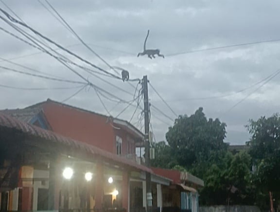 Kawanan Monyet Liar Serbu Permukiman Warga di Tiban Batam, Warga Cemas
