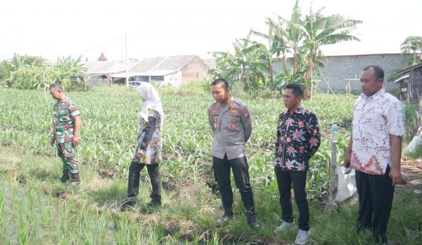 Desa Randupitu Dukung Program Nasional Ketahanan Pangan Lewat Penanaman Padi dan Jagung