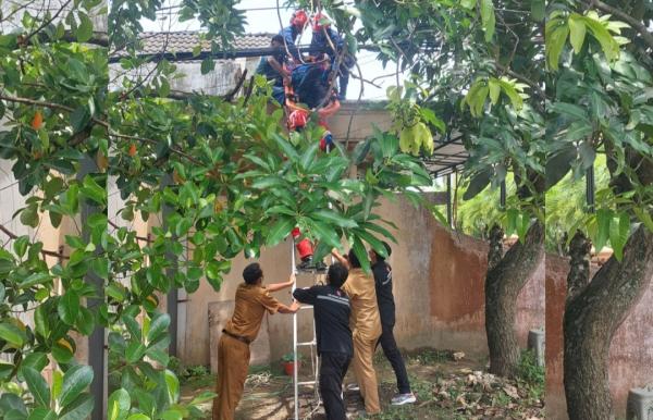 Dramatis! Petugas Damkarmat Bojonegoro Evakuasi Warga Pingsan Saat Petik Mangga di Atap Rumah