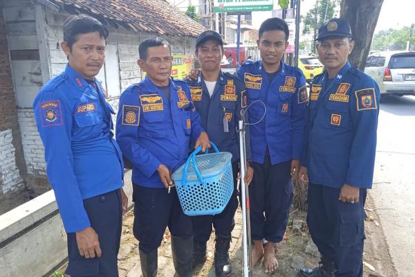 Damkar Pemalang Serba Bisa, Evakuasi Anak Kucing Terjebak di Pohon Selama 3 Hari