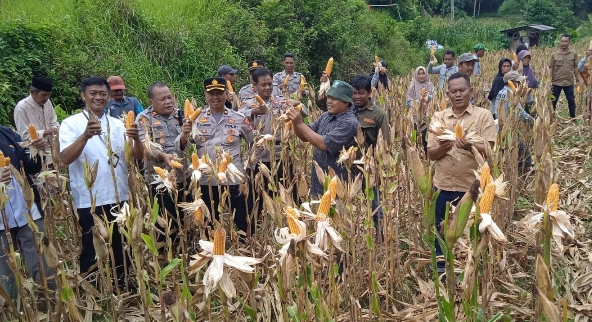 Polsek Mancak Bersama BumdeS Bhakti Mandiri Panen Jagung Perdana di Desa Winong ‎