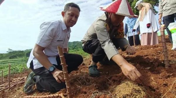 Dukung Ketahanan Pangan, Polsek Citeureup Tanam Jagung Hibrida Seluas 5.000 Meter di Hambalang Bogor