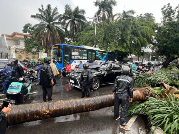 Cegah Pohon Tumbang Celakai Warga, 5 Ribu Pohon di DKI Jakarta Akan Diberi Penyangga