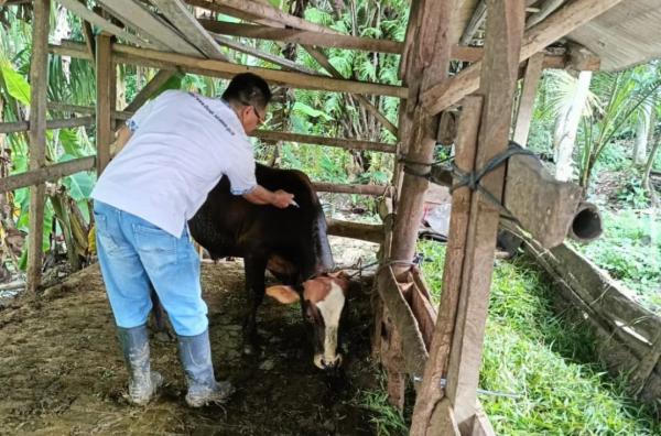 Disnakkeswan Pastikan Kesehatan Hewan Jadi Kunci Produktivitas Peternak Lebak