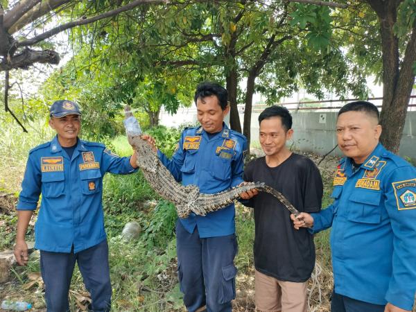 Geger! Warga Gresik Pasang Perangkap Biawak, yang Nyangkut Malah Buaya!