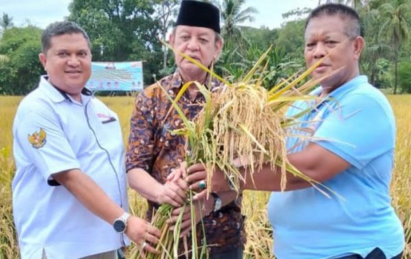 Ketahanan Pangan Bangsa, Banten Panen 10 Hektare Padi Unggulan