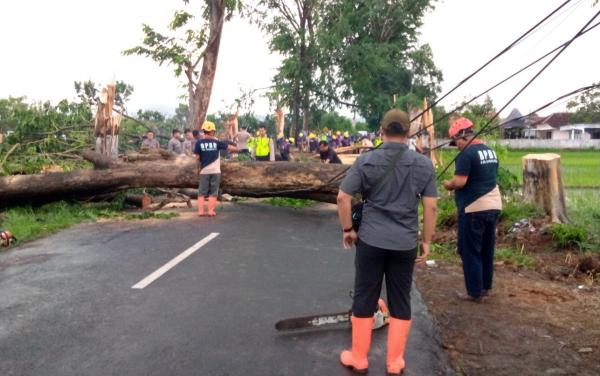Sukoharjo Dilanda Hujan Deras dan Angin Kencang, Sejumlah Pohon Bertumbangan