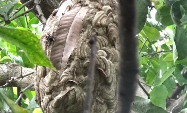 Bahayakan Warga, Petugas Damkar Evakuasi Sarang Tawon Vespa di Ponorogo