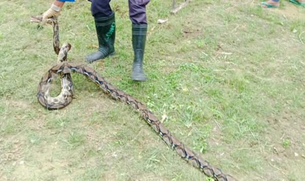 Lima Ekor Ayam Milik Warga Plandaan Jombang Raib, Ternyata Pelakunya Ular Piton
