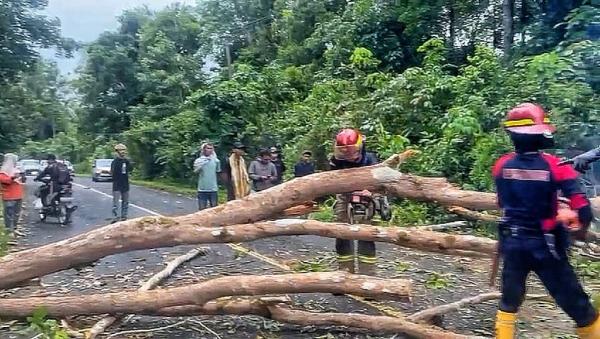 Pohon Tumbang Hambat Perjalanan Pengendara di Jalur Palangka Raya-Buntok, Damkar Segera Evakuasi
