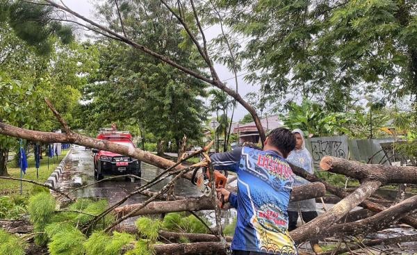 Hujan Disertai Angin Kencang Sebabkan Sejumlah Pohon Tumbang di Palangka Raya