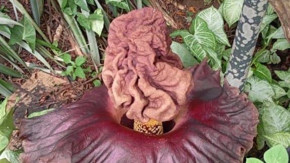 Warga Banjar Heboh dengan Kemunculan Bunga Bangkai Jenis Suweg Muncul di TPS3R Bagusantri